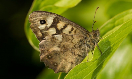 Un mare oraș din România, invadat de o specie de insecte. Mesaj către populație: „Nu avem ce să facem, durează 3-4 zile”
Un mare oraș din România, invadat de o specie de insecte. Mesaj către populație: „Nu avem ce să facem, durează 3-4 zile”