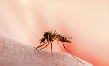 Un virus tropical transmis de țânțari stârnește îngrijorare într-o țară europeană vizitată de turiști
Un virus tropical transmis de țânțari stârnește îngrijorare într-o țară europeană vizitată de turiști