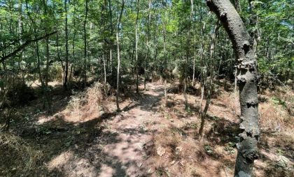 Capacitatea pădurilor din Europa de a absorbi CO2 este în scădere din cauza secetei şi a incendiilor, arată un studiu publicat în Nature
