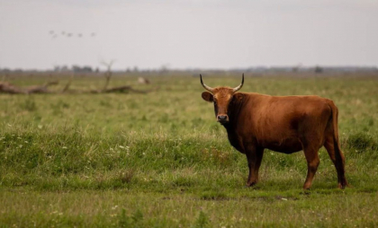 O fetiță de 10 ani a ajuns la spital, după ce a fost atacată de un bou într-o localitate din Briceni