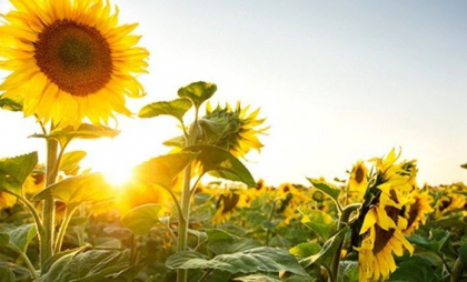 Vreme frumoasă în toată țara. Câte grade se vor inregistra astăzi, dar și în următoarele zile. Prognoza meteo
