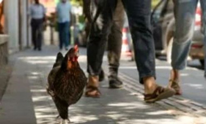 Invazie de găini într-un oraș plin cu turiști din Spania: sute de păsări umblă libere pe străzi și pe plaje. Autoritățile nu găsesc soluții - VIDEO Invazie de găini într-un oraș plin cu turiști din Spania: sute de păsări umblă libere pe străzi și pe plaje. Autoritățile nu găsesc soluții - VIDEO