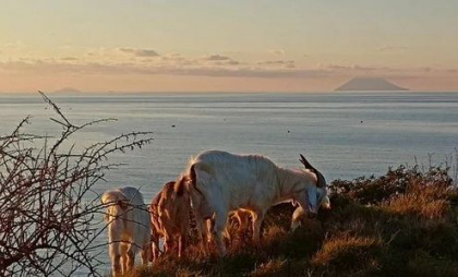 O insula italiană, terorizată de capre sălbatice. „Au produs mai multe pagube în trei ani decât a făcut vulcanul în secole” - VIDEO
O insula italiană, terorizată de capre sălbatice. „Au produs mai multe pagube în trei ani decât a făcut vulcanul în secole” - VIDEO