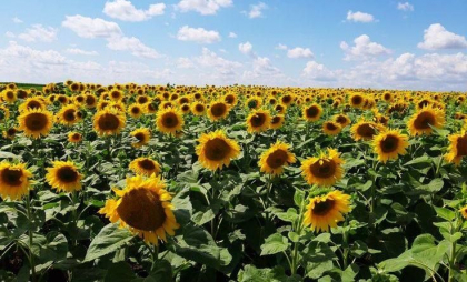 Maxime de până la 32 de grade. Cum va fi vremea astăzi, dar și în următoarele zile. Prognoza meteo
