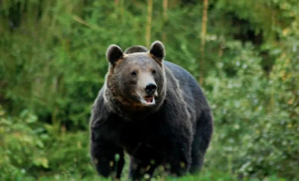 Un cioban a fost atacat de urs în Vâlcea, România. Autoritățile române caută în continuare animalul
Un cioban a fost atacat de urs în Vâlcea, România. Autoritățile române caută în continuare animalul