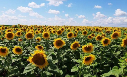 Maxime de până la 31 de grade. Cum va fi vremea astăzi, dar și în următoarele zile. Prognoza meteo