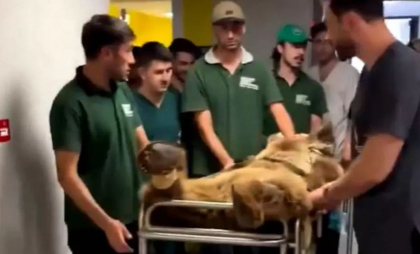 Un urs dus cu targă la veterinar după ce a mâncat prea multe fructe a devenit noua vedetă a internetului - VIDEO Un urs dus cu targă la veterinar după ce a mâncat prea multe fructe a devenit noua vedetă a internetului - VIDEO