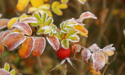 Codul GALBEN de înghețuri - prelungit de meteorologi. Câte grade se pot înregistra - FOTO