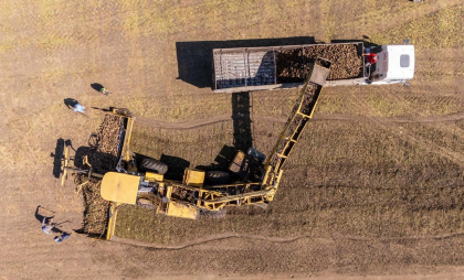 Alarmă în industria zahărului: Dacă Guvernul cedează presiunilor comercianților importatori, Moldova rămâne fără ultimele 2 fabrici de zahăr și fără zahăr propriu