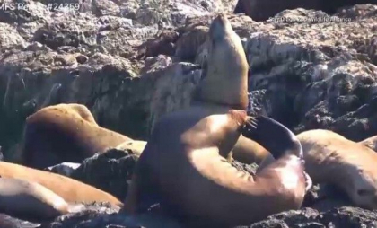 Un leu de mare a primit a doua șansă la viață. Animalul a fost văzut în apele Pacificului, în apropiere de coasta Canadei, într-o stare deplorabilă
