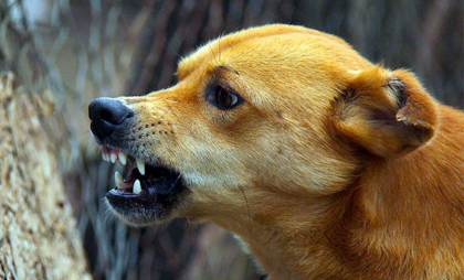 Focar de rabie la câine, înregistrat în raionul Orhei. Precizările ANSA 