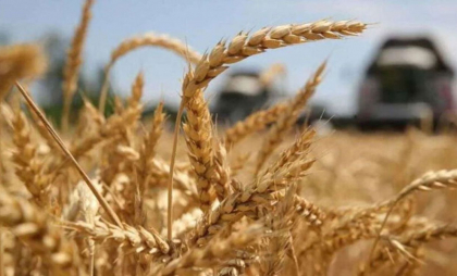 Exporturile de grâu din Moldova ating un nou record pentru ultimii patru ani: Peste 480 de mii de tone livrate în doar trei luni