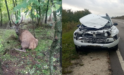 Un cerb, lovit de un automobil, la Călărași. Mașina a rămas distrusă - FOTO