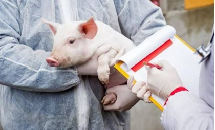 Un nou caz de Pestă porcină africană - depistat în țara noastră. Raionul vizat