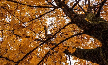Cer noros cu minime de până la 8 grade în nordul țării. Ce temperaturi se vor înregistra în toată țara. Prognoza meteo
 Cer noros cu minime de până la 8 grade în nordul țării. Ce temperaturi se vor înregistra în toată țara. Prognoza meteo