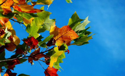 Vreme frumoasă cu temperaturi generoase. Câte grade se vor înregistra astăzi în capitală, dar și în restul țării. Prognoza meteo Vreme frumoasă cu temperaturi generoase. Câte grade se vor înregistra astăzi în capitală, dar și în restul țării. Prognoza meteo