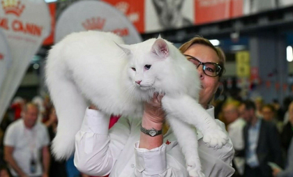 Trei pisici din România, declarate cele mai frumoase din lume la Campionatul Mondial Felin 2025