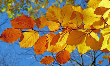Vreme frumoasă la început de săptămână. Câte grade se vor înregistra astăzi în capitală, dar și în restul țării. Prognoza meteo
