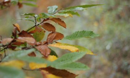 Ploi în sudul țării. Câte grade se vor înregistra astăzi în capitală, dar și în restul țării. Prognoza meteo