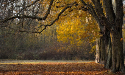 Meteorologii anunță că în luna noiembrie se vor înregistra temperaturi mai mari decât valorile normei. Detaliile SHS