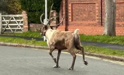 Renul Buddy a fugit de la un eveniment festiv