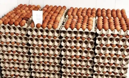 Ouă contaminate cu reziduuri de antibiotice