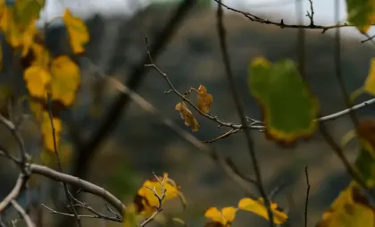 Imagine simbol Imagine simbol