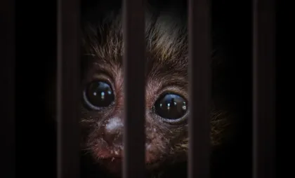 Imagine simbol Imagine simbol