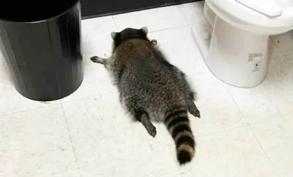 Ratonul care a pătruns într-un magazin de băuturi alcoolice din Virginia Ratonul care a pătruns într-un magazin de băuturi alcoolice din Virginia