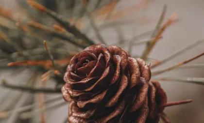 Imagine simbol Imagine simbol