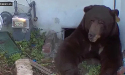 Urs de 250 de kilograme, instalat sub casa unei familii din California Urs de 250 de kilograme, instalat sub casa unei familii din California