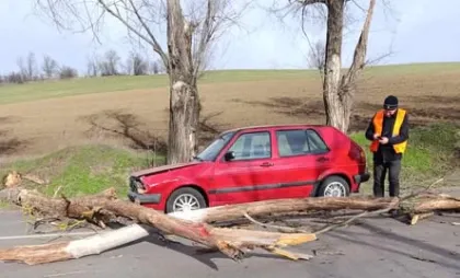 Copaci căzuți peste o mașină Copaci căzuți peste o mașină