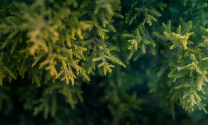 Imagine simbol Imagine simbol