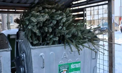 Colectarea brazilor Colectarea brazilor