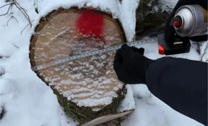 Tăieri ilegale de arbori