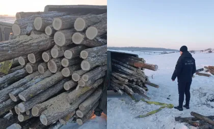 Tăieri ilegale de arbori