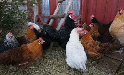 Imagine simbol Imagine simbol