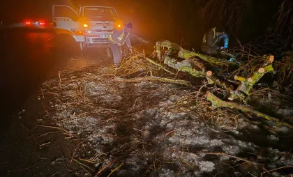 Copaci căzuți pe drum Copaci căzuți pe drum