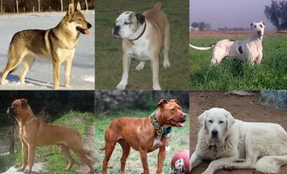 Colaj foto rase câini interzise 