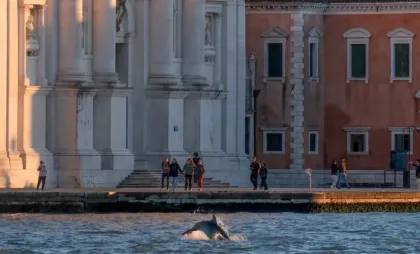 Delfinul Mimmo în laguna Veneției 