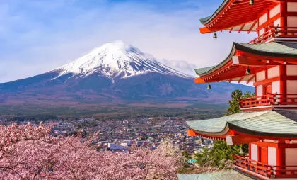 Priveliște panoramică a florilor de cireș Priveliște panoramică a florilor de cireș