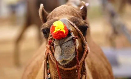 Cămilă 