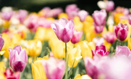 Imagine simbol Imagine simbol