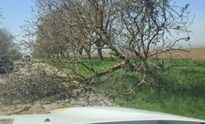 Copac prăbușit Copac prăbușit