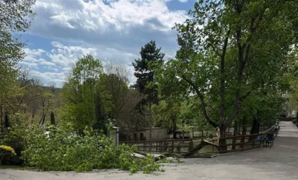 Copac căzut la Grădina Zoologică Copac căzut la Grădina Zoologică