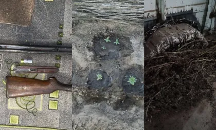 Arme și marijuana Arme și marijuana