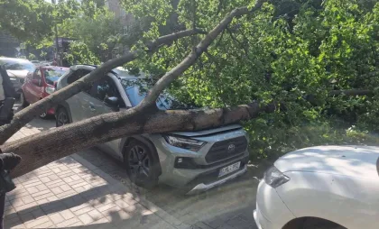 Copac căzut Copac căzut