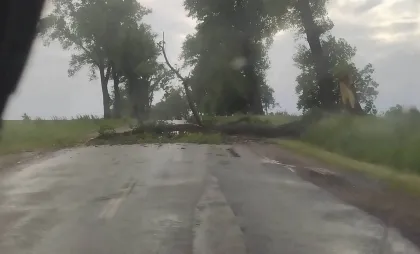 Copac căzut Copac căzut