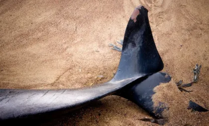 Delfin mort Delfin mort