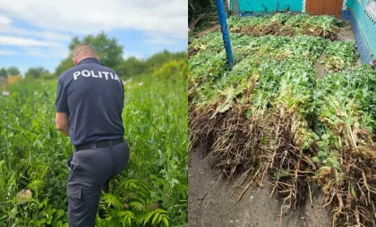Plante asemănătoare macului Plante asemănătoare macului